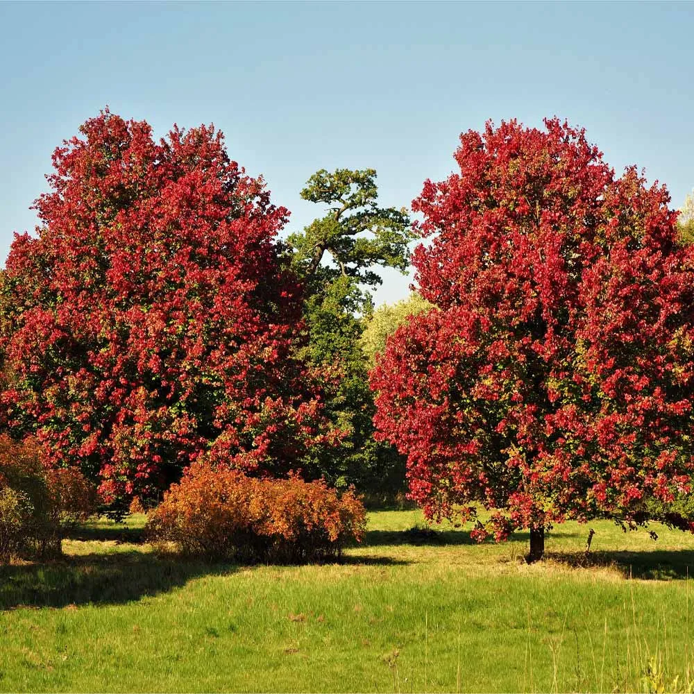 October Glory Red Maple Tree (Acer rubrum) - Deciduous Shade Tree