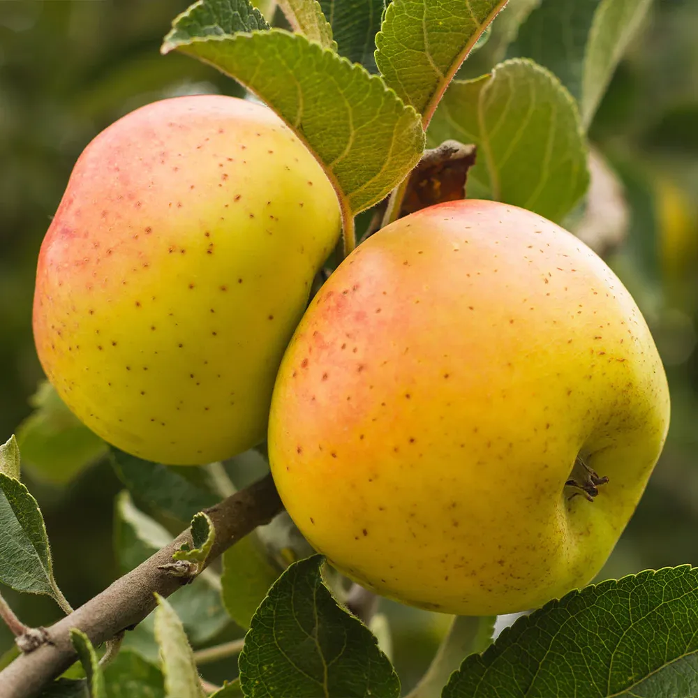 CandyCrisp Apple Tree - Hardy Fruit Tree for Home Gardens