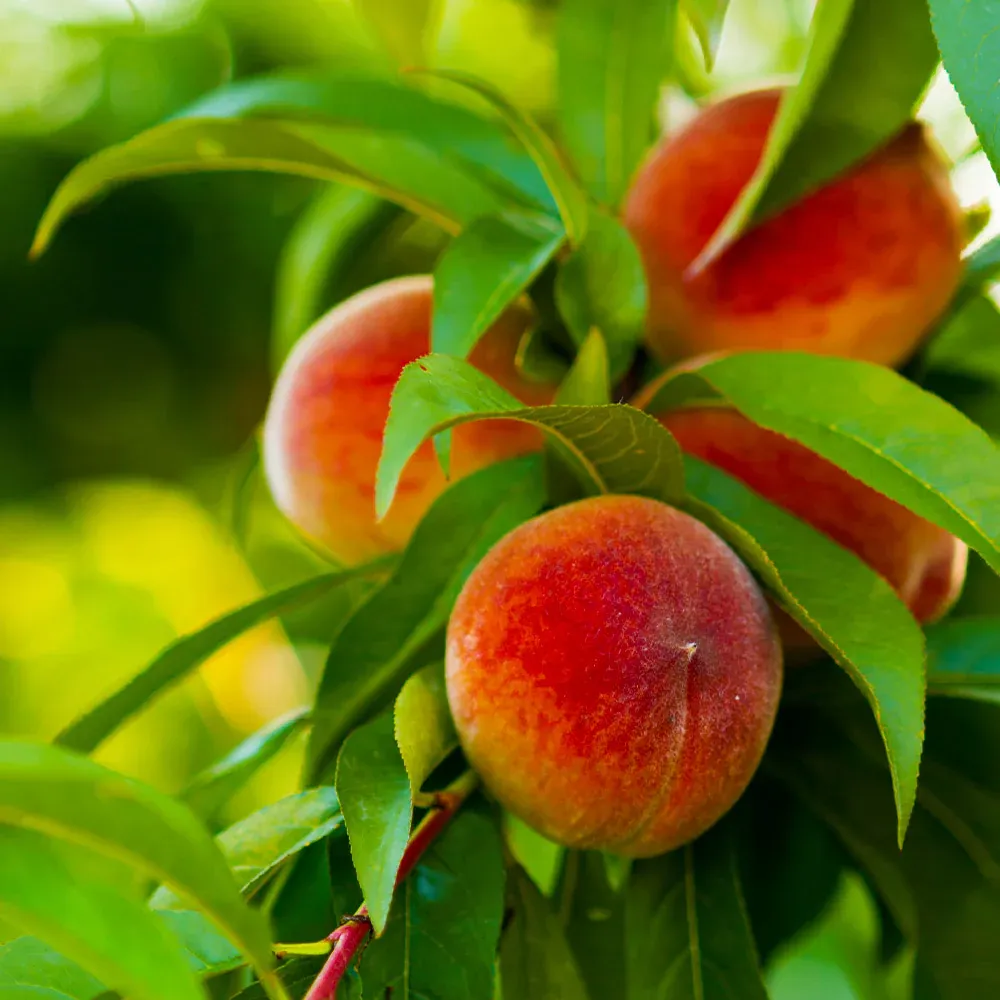 Elberta Peach Tree - Self-Pollinating Deciduous Fruit Tree 2