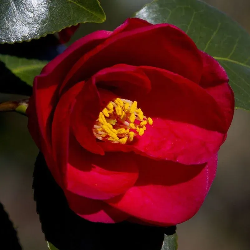 Greensboro Red Camellia Shrub - Vibrant Evergreen Flowering Landscape Plant