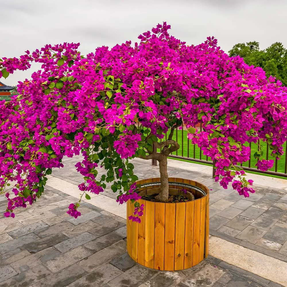 Barbara Karst Bougainvillea Tree - Lifelike Artificial Flowering Plant 2