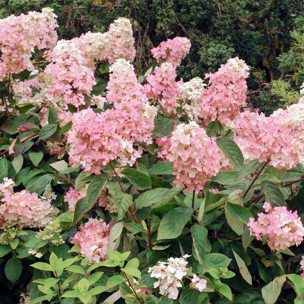 Vanilla Strawberry Hydrangea Paniculata Flowering Shrub 2