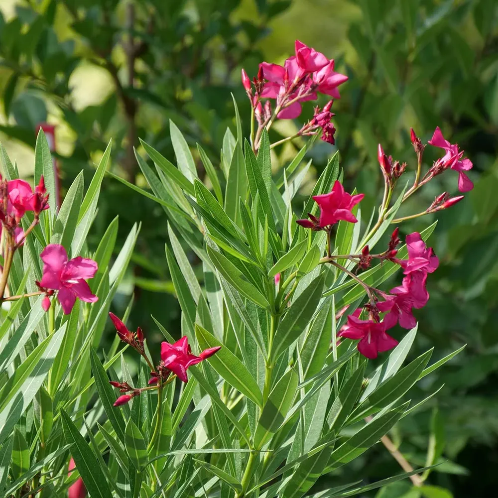 Austin Pretty Limits® Oleander Shrub - Compact Evergreen Flowering Plant 5