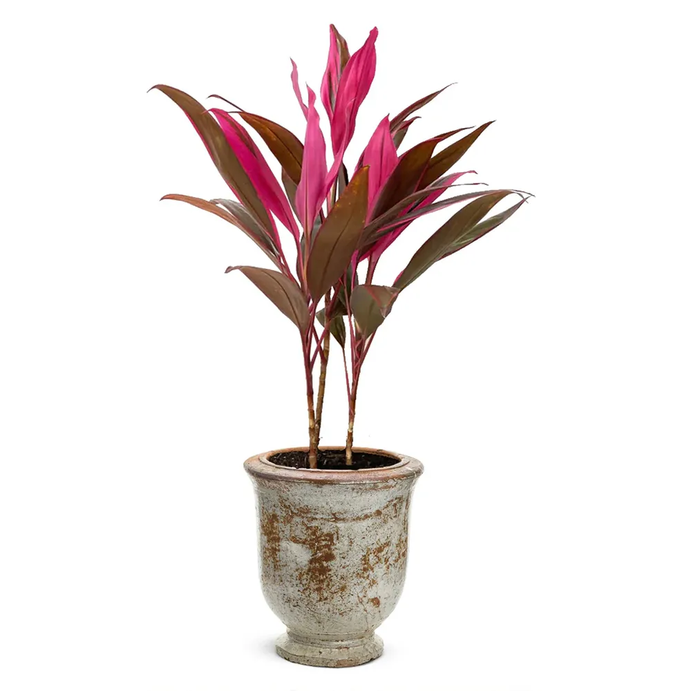 Red Sister Cordyline Tropical Ornamental Plant with Burgundy Foliage 4