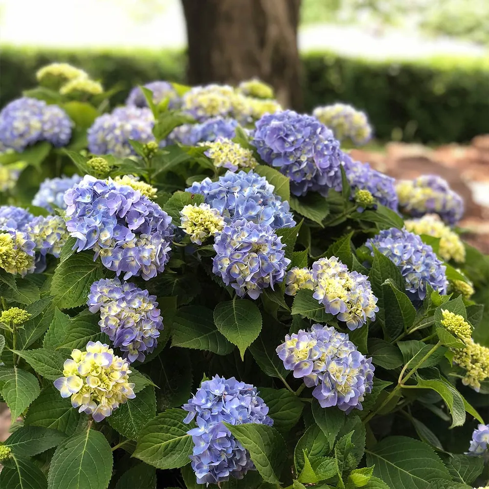 Nantucket Blue Hydrangea Macrophylla Deciduous Flowering Shrub