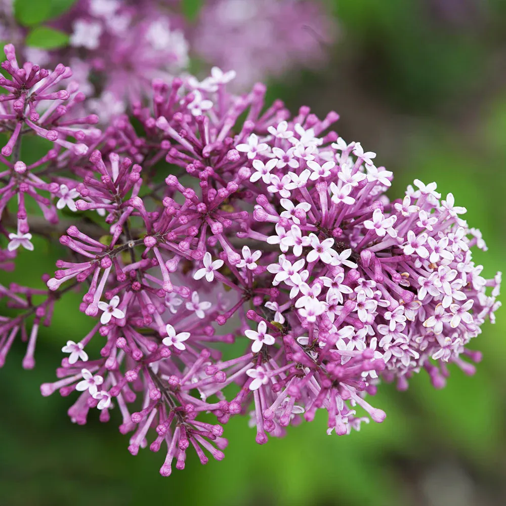 Proven Winners® Bloomerang® Reblooming Lilac Shrub 2