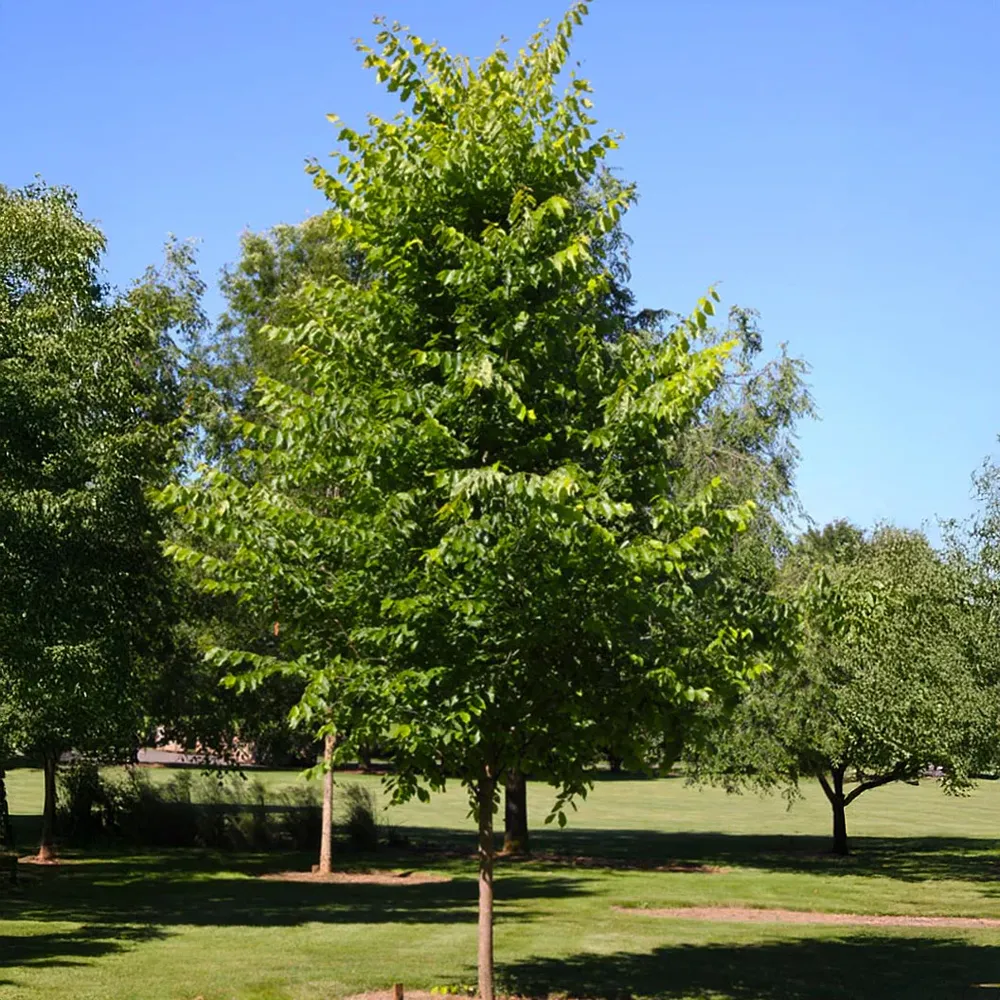 New Harmony American Elm Tree - Disease-Resistant Shade Tree 2