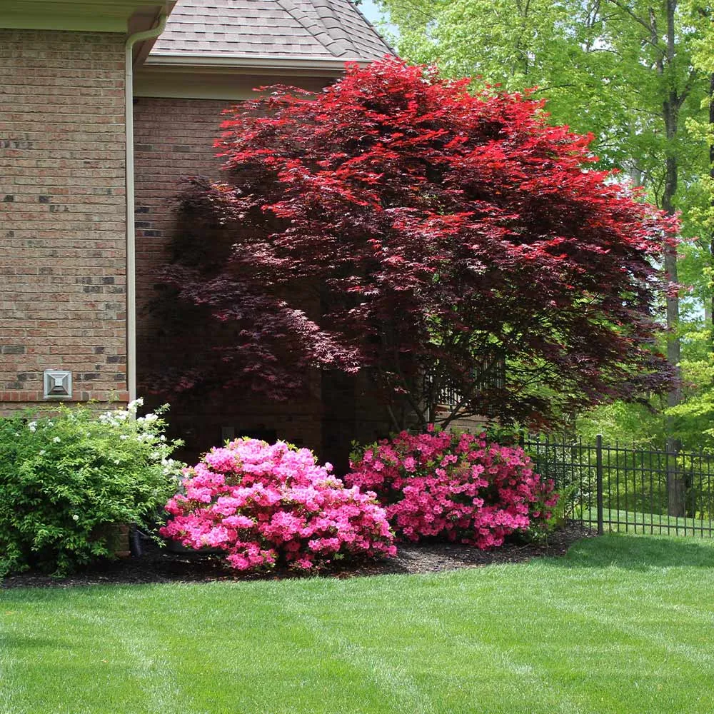 Emperor Japanese Maple Tree (Acer palmatum 'Emperor I') 2