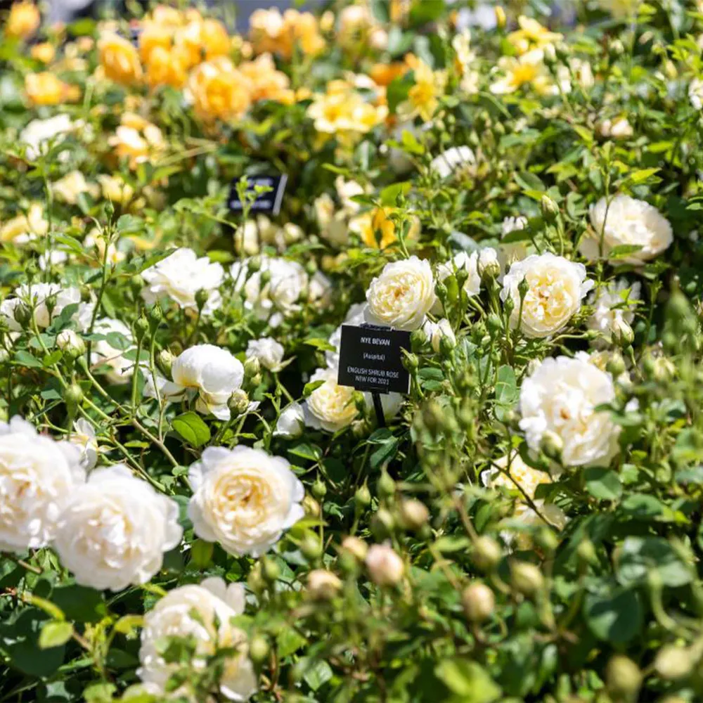 David Austin® Nye Bevan™ English Shrub Rose Plant 1