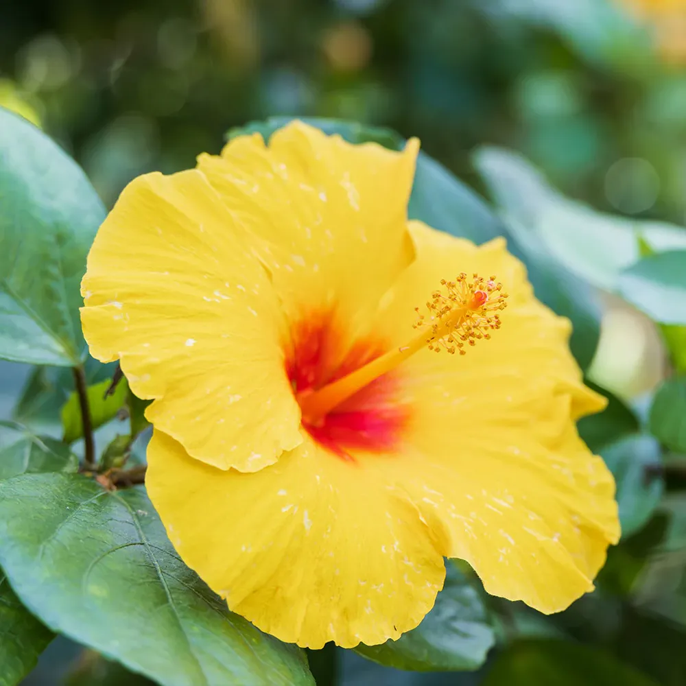 Tequila Yellow Tropical Hibiscus Tree - Vibrant Flowering Garden Plant 1