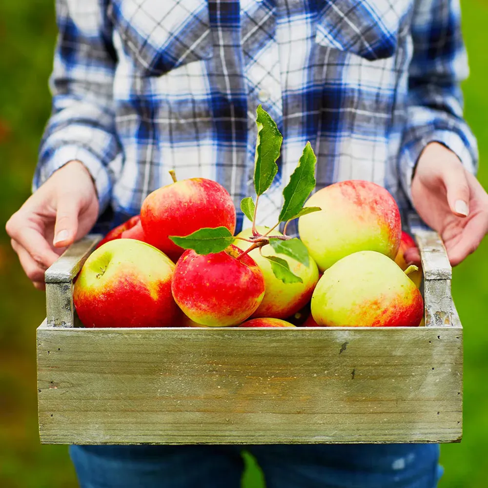 McIntosh Apple Tree - Cold Hardy Deciduous Fruit Tree