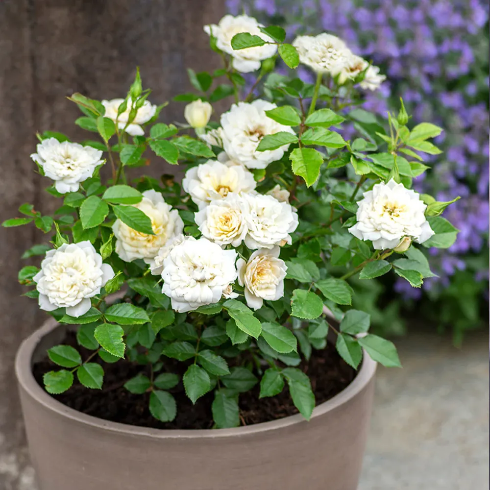 Sunblaze® Bridal Rose Plant in Decorative Pot 2