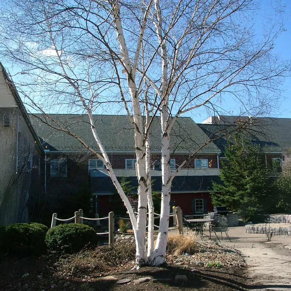 Avalanche Birch Tree - Ornamental Deciduous Landscape Tree 1