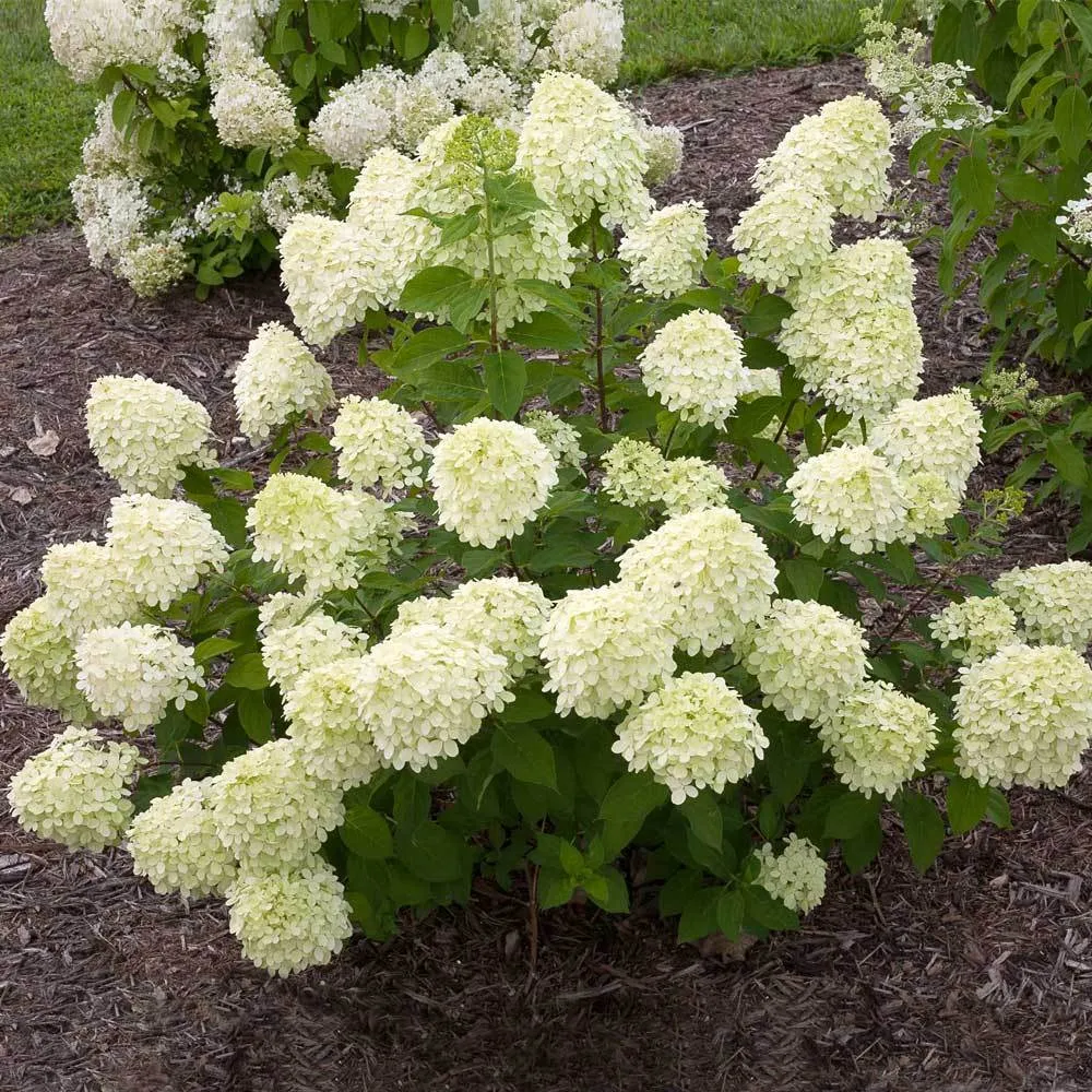 Proven Winners® Little Lime® Panicle Hydrangea Shrub