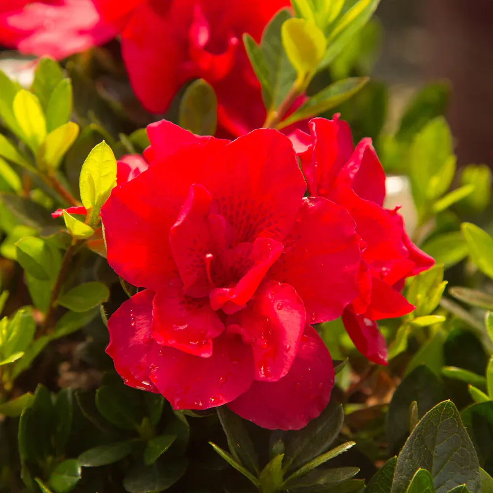 Autumn Bonfire® Encore® Reblooming Azalea Shrub 2
