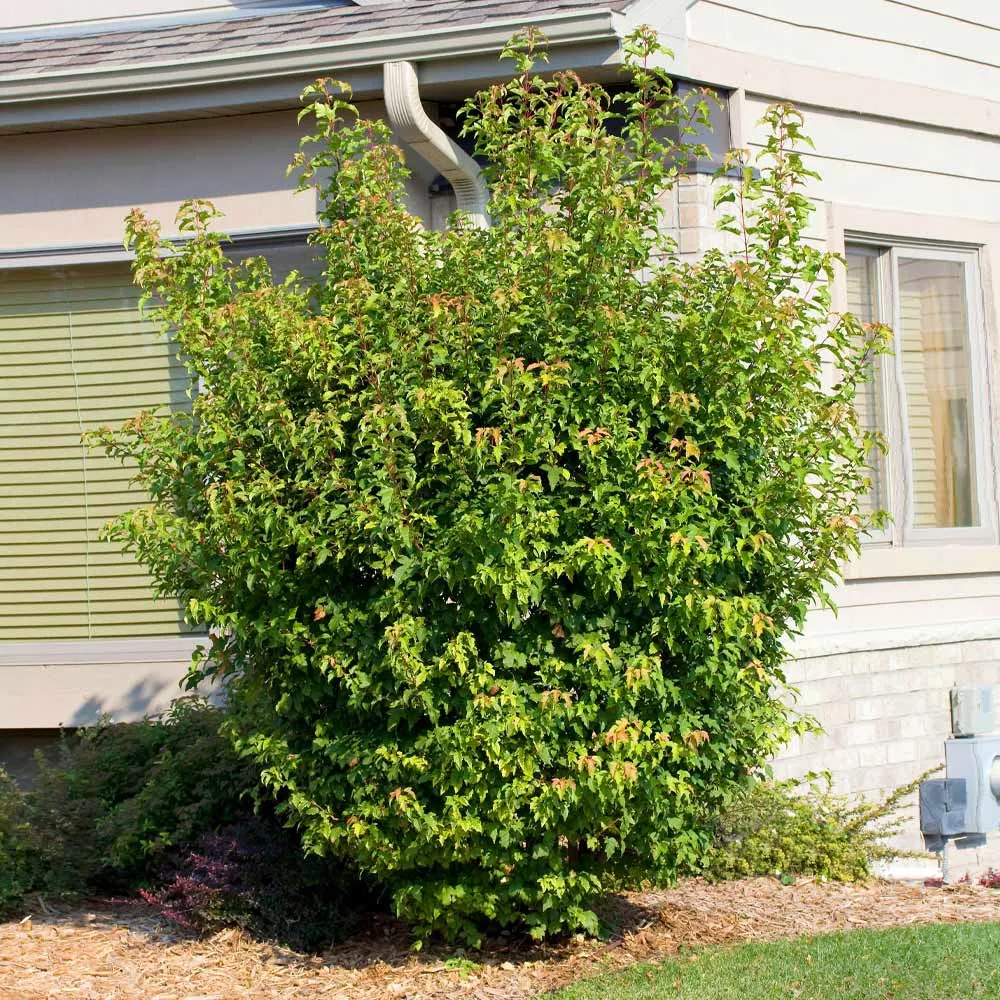 Flame Amur Dwarf Maple Tree - Compact Acer Ginnala Ornamental Shrub 2