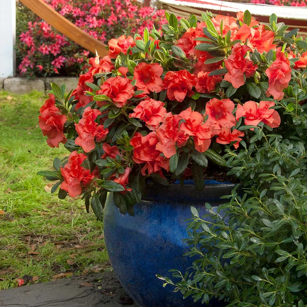 Autumn Embers Encore Azalea Shrub - Reblooming Evergreen Landscape Plant
