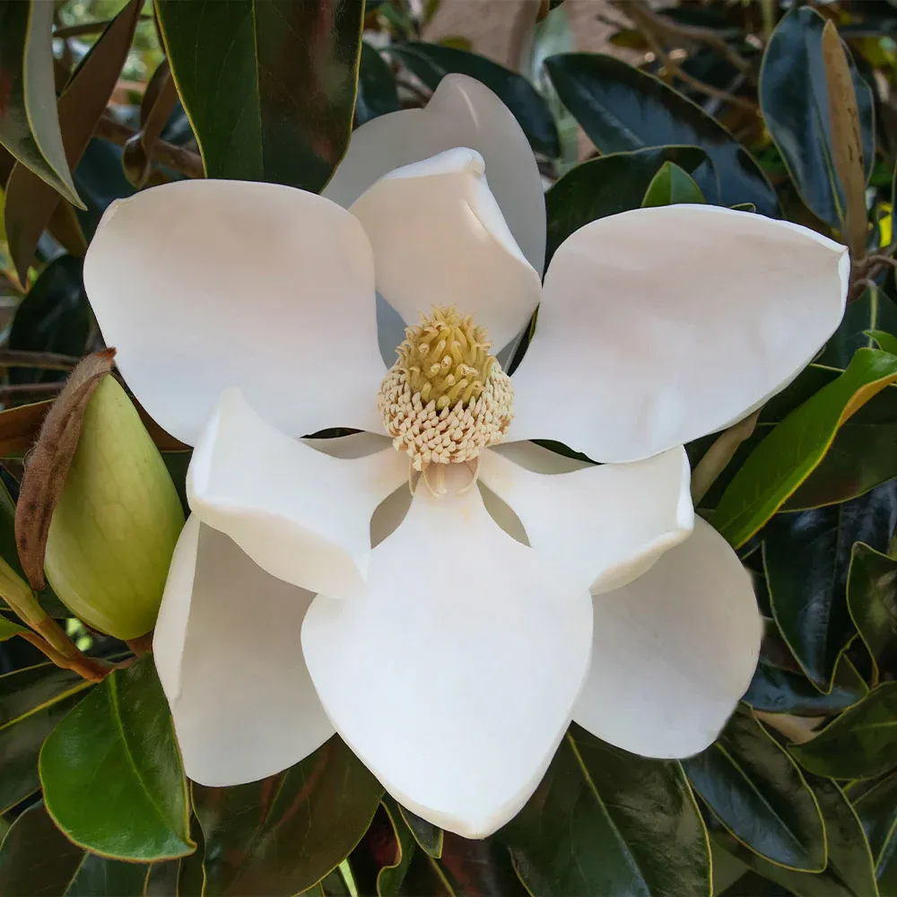 Little Gem Magnolia Tree - Compact Evergreen Flowering Ornamental Tree 1