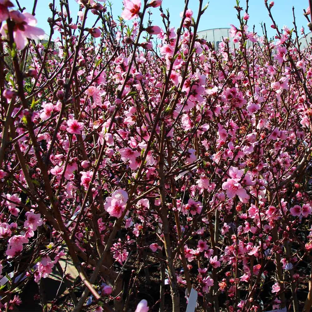 Contender Peach Tree - Cold Hardy Fruit Bearing Sapling 2