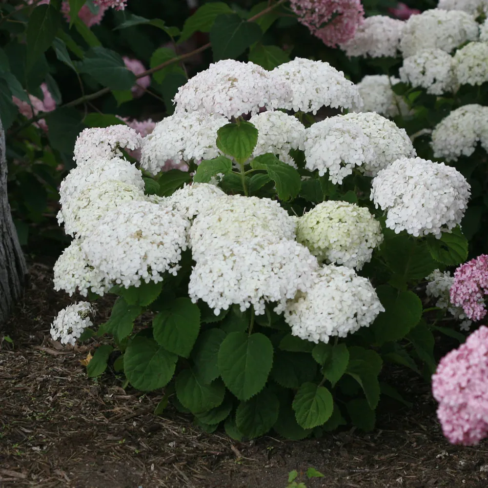 Invincibelle Wee White® Hydrangea - Compact Reblooming Shrub 1