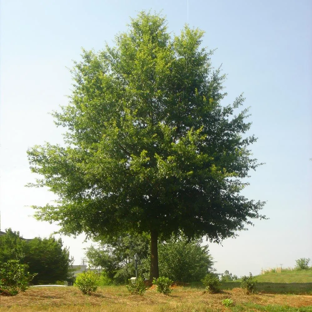 Realistic Willow Oak Tree for Indoor Home and Office Decor