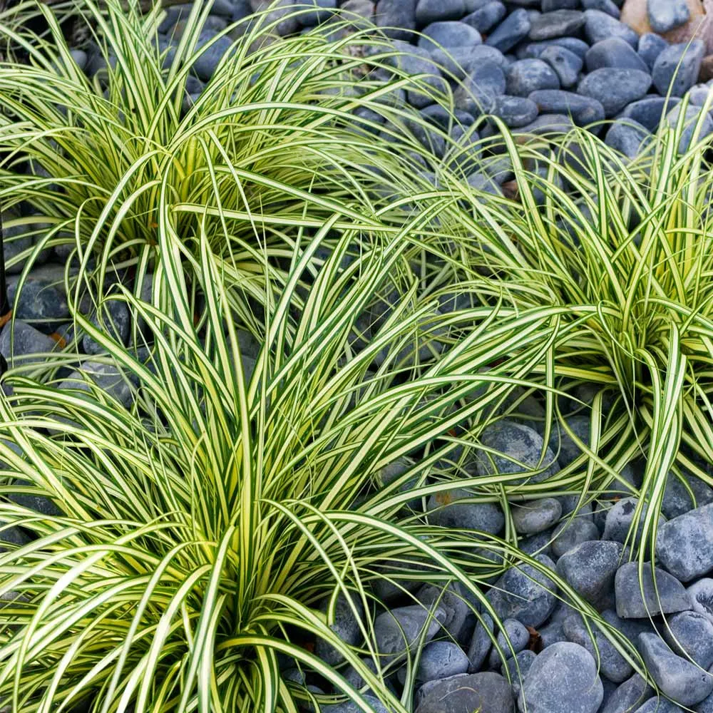 Carex Evergold Japanese Sedge Variegated Ornamental Perennial Grass