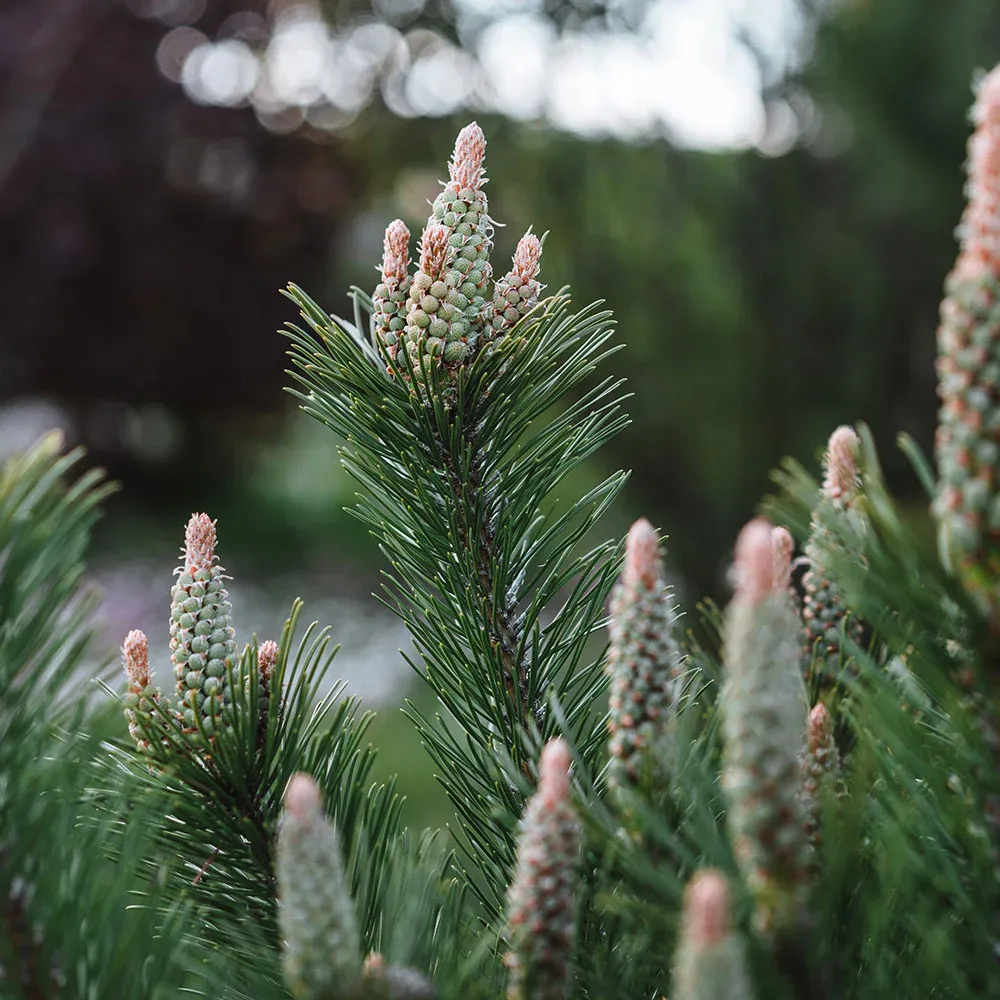 Dwarf Mugo Pine Shrub - Pinus mugo var. pumilio Compact Evergreen 1