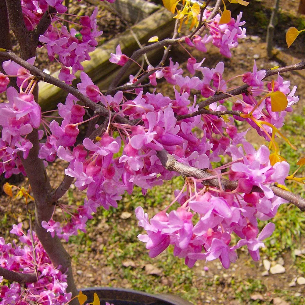 The Rising Sun™ Eastern Redbud Tree - Cercis canadensis Ornamental Flowering Tree 2