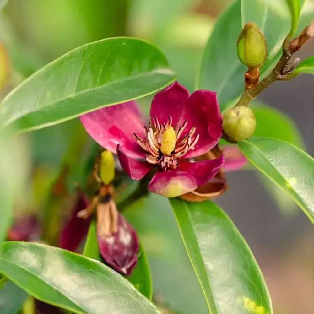 Stellar Ruby Magnolia Evergreen Flowering Tree 1