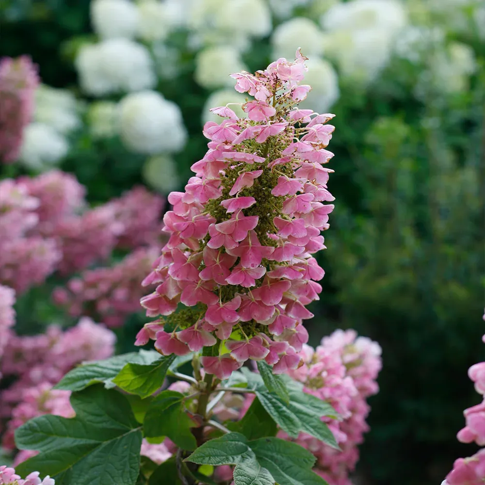 Gatsby Pink Oakleaf Hydrangea Shrub - Pink Flowering Deciduous Ornamental Plant 1
