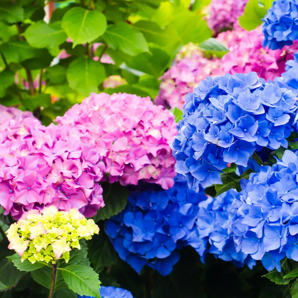 Endless Summer® The Original Reblooming Hydrangea Macrophylla Shrub 2