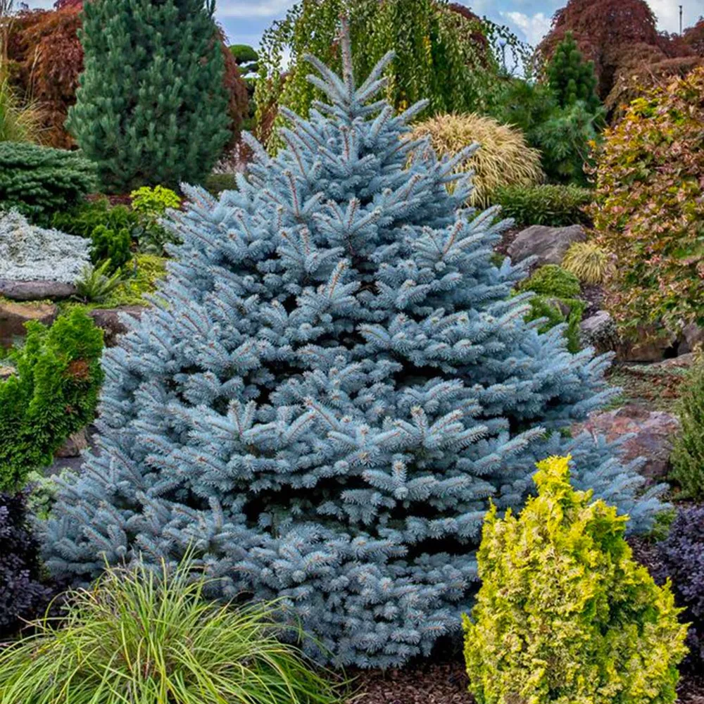 Montgomery Blue Spruce Artificial Christmas Tree