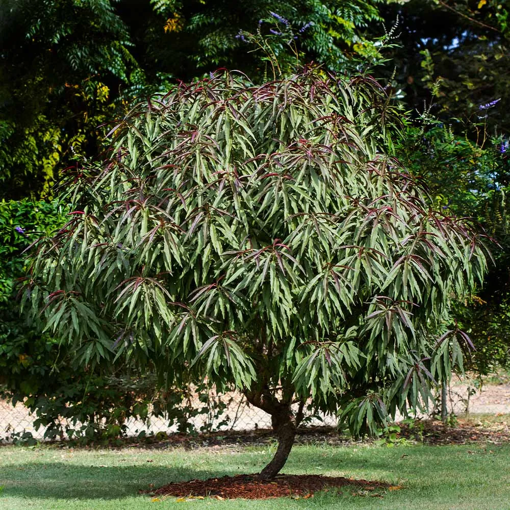 Bonfire Patio Peach Tree - Compact Ornamental Dwarf Fruit Tree 5