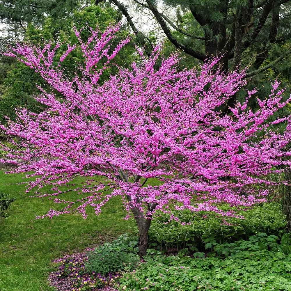 Eastern Redbud Tree (Cercis canadensis) - Ornamental Spring-Flowering Deciduous Tree