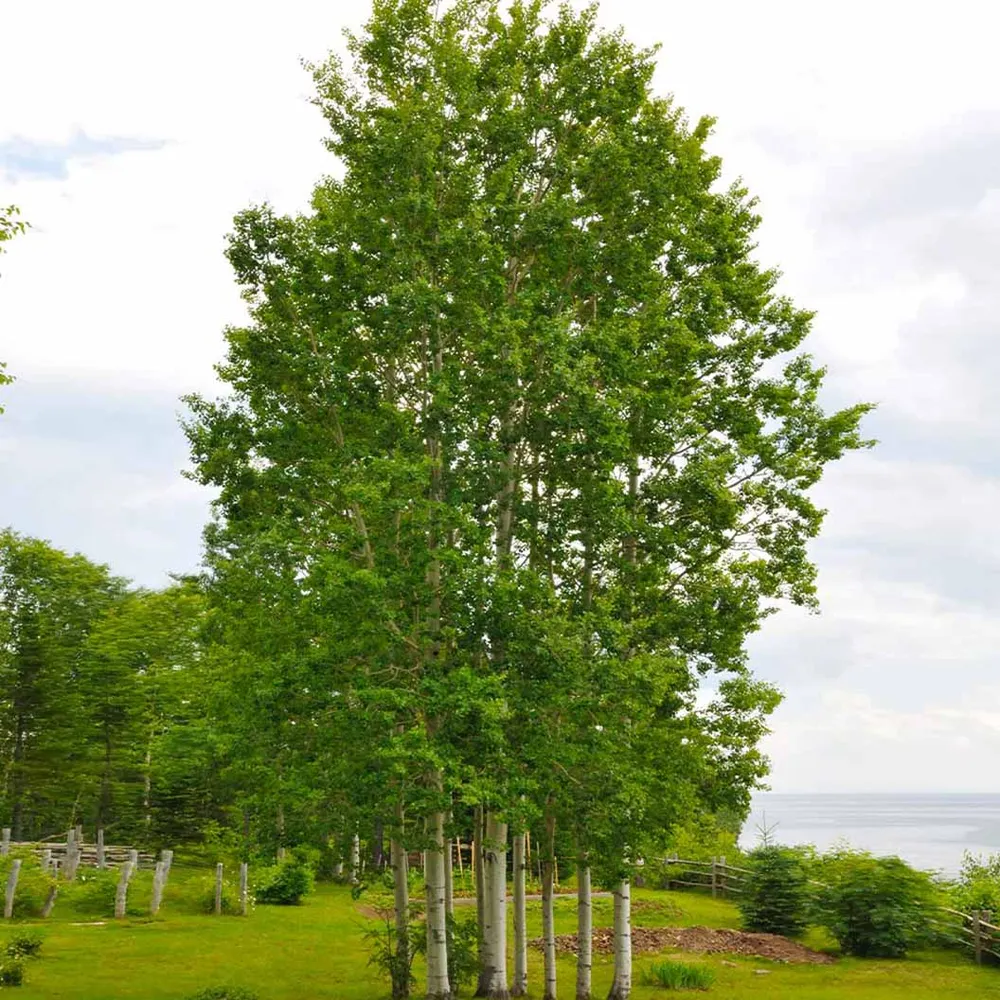 Realistic Quaking Aspen Artificial Tree for Indoor Home and Office Decor 1
