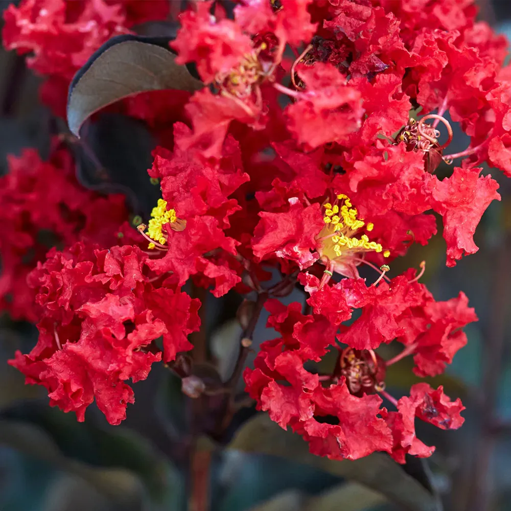 Crimson Crown™ Crape Myrtle Shrub - Dark Foliage Ornamental Plant 4