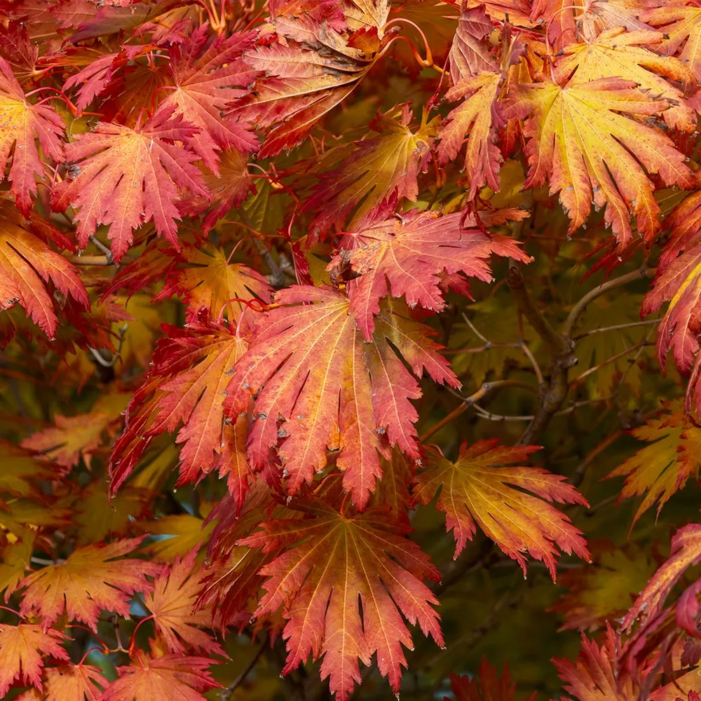 Rising Sun Full Moon Maple Tree - Acer shirasawanum Ornamental Garden Plant