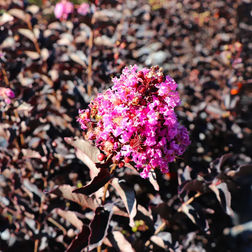 Lavender Skies™ Crape Myrtle Tree - Deciduous Flowering Ornamental Shrub