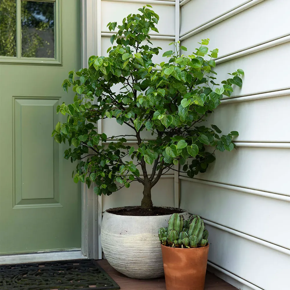 Garden Gems® Emerald Redbud Tree - Ornamental Deciduous Garden Plant 1