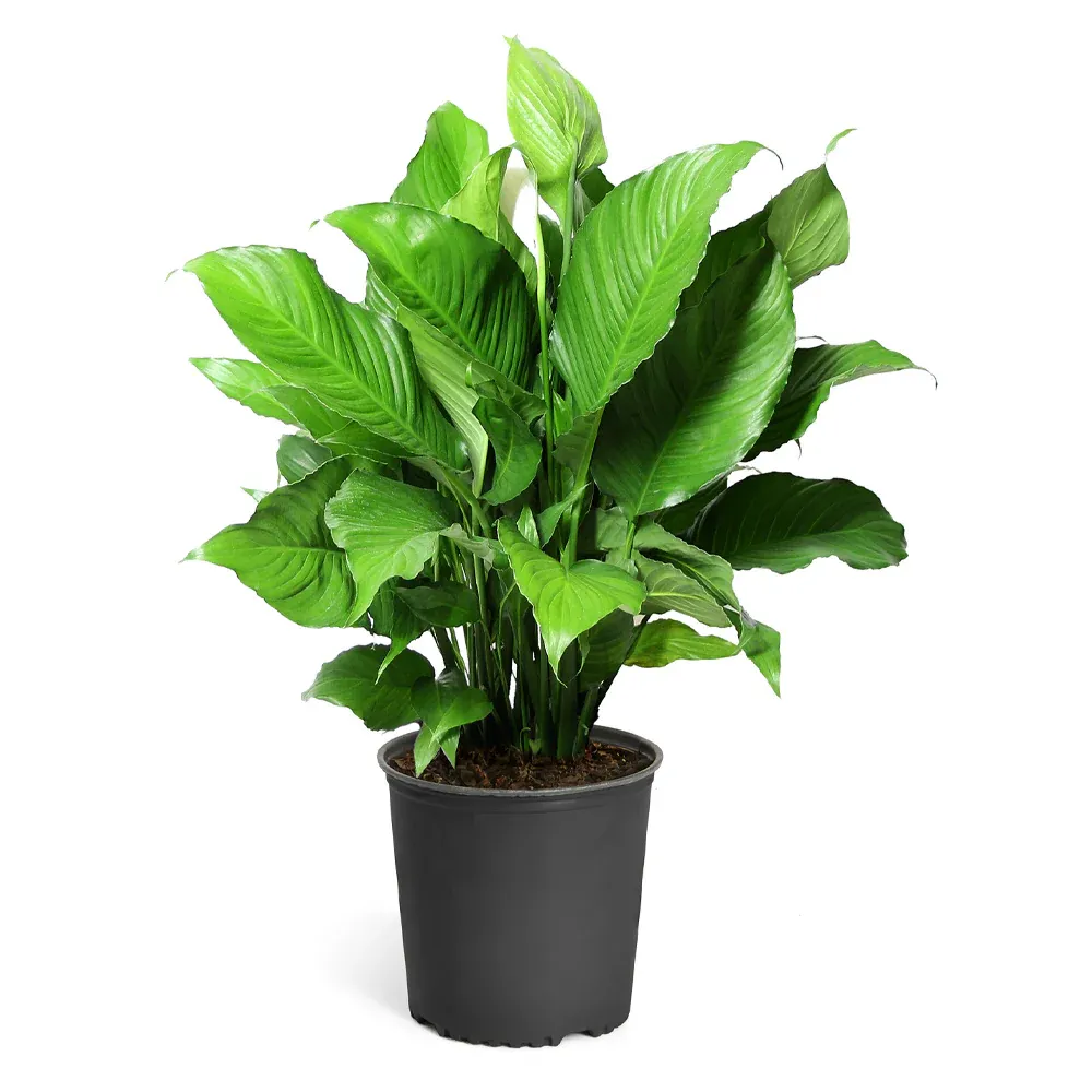 Peace Lily Indoor Houseplant (Spathiphyllum) 6
