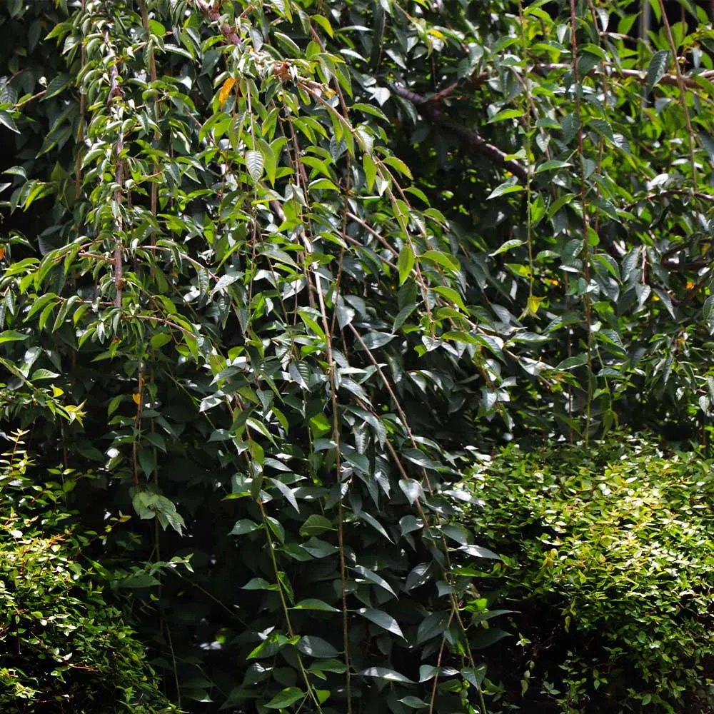 Weeping Yoshino Cherry Tree (Prunus x yedoensis 'Pendula') 2