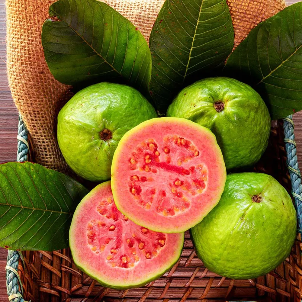 Ruby Supreme Guava Tree - Live Fruit-Bearing Tropical Plant
