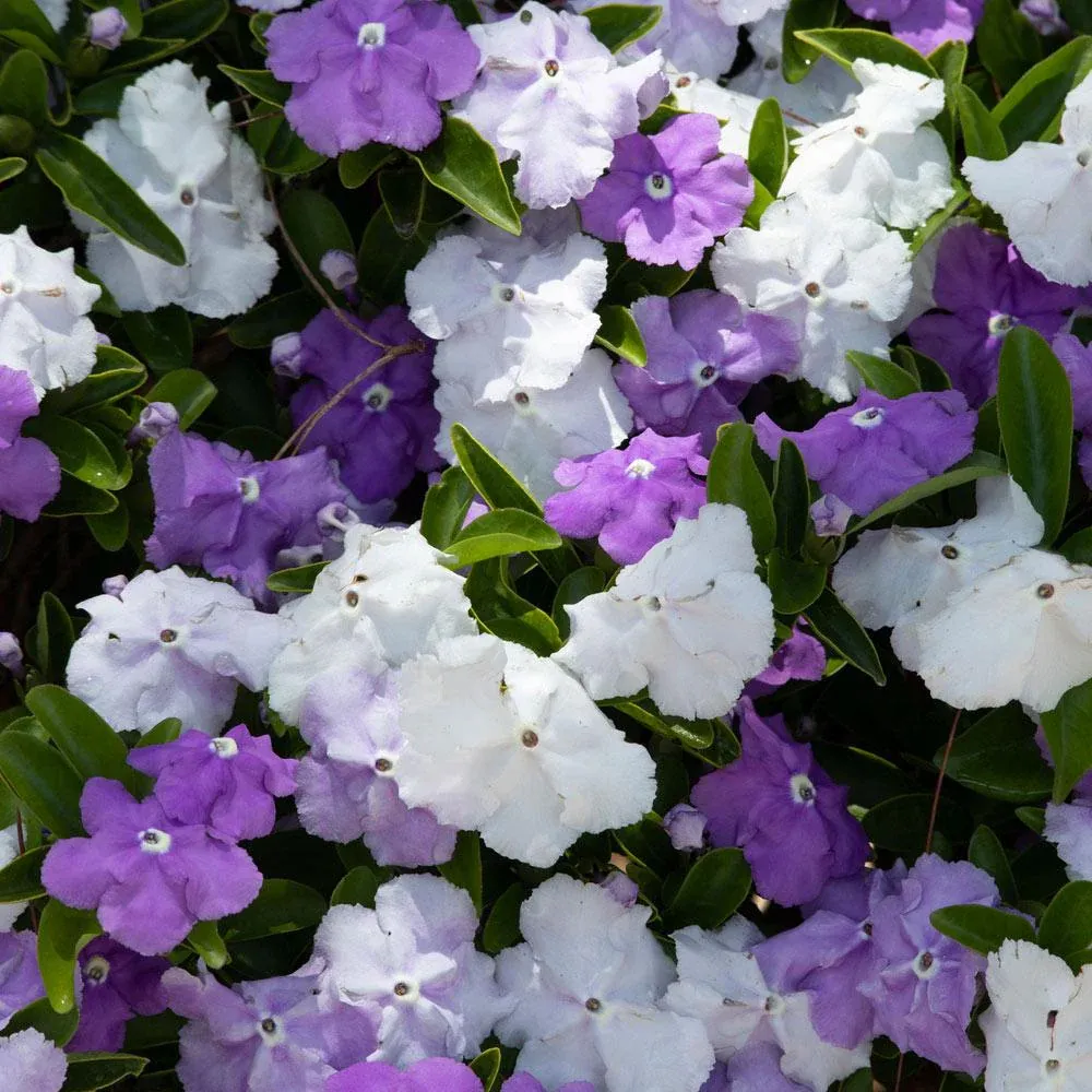 Yesterday, Today and Tomorrow Plant (Brunfelsia Pauciflora) Fragrant Flowering Shrub 1