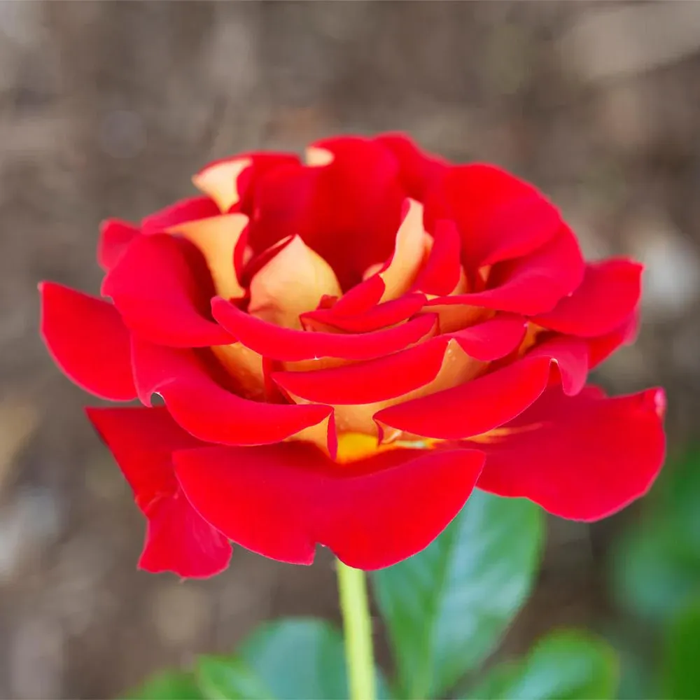 Ketchup and Mustard Rose Shrub - Bi-Color Floribunda Garden Rose 1