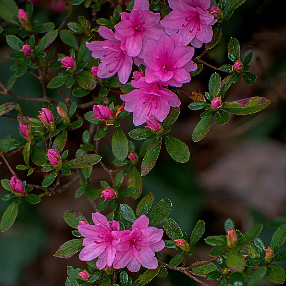 Karen Azalea Shrub - Evergreen Flowering Ornamental Garden Plant 1