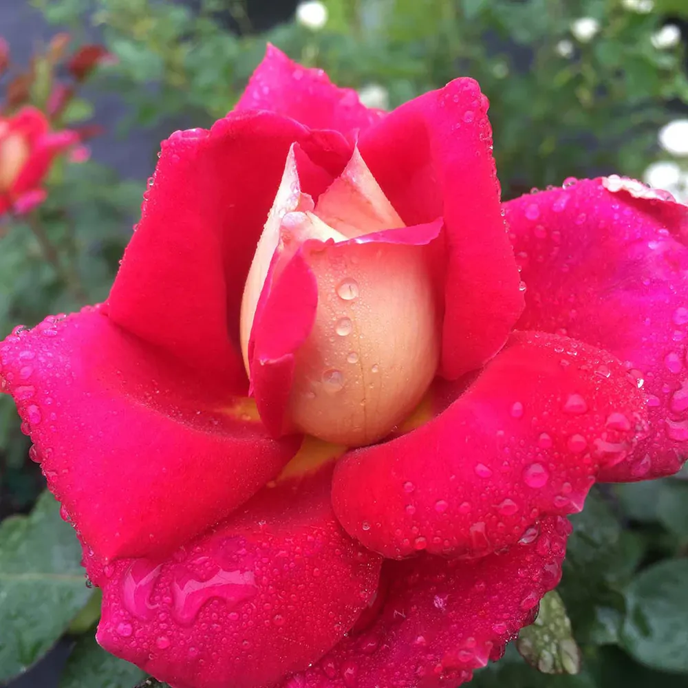 Cherries & Champagne™ Repeat-Blooming Garden Rose Shrub