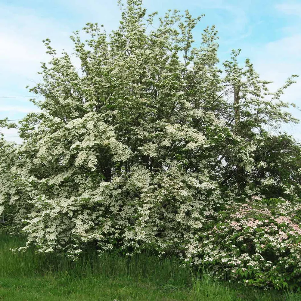 Constellation® White Dogwood Flowering Tree