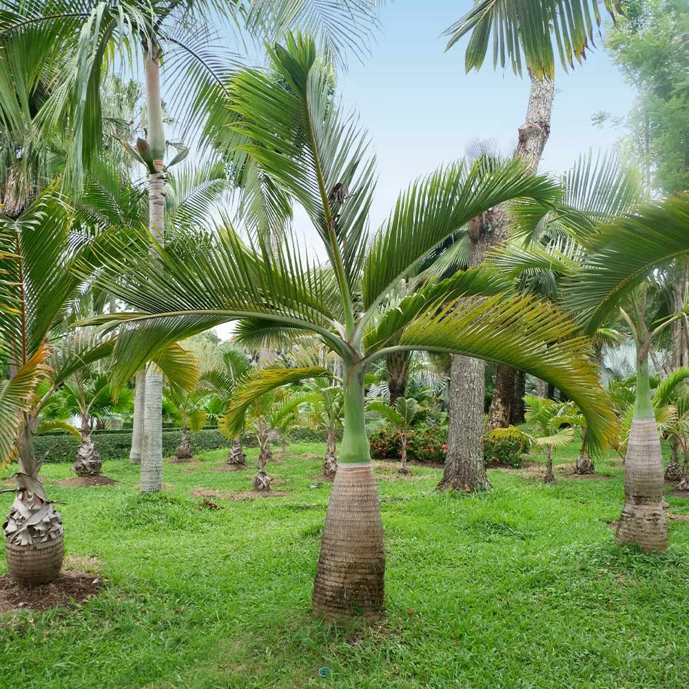 Artificial Bottle Palm Tree - Realistic Tropical Decorative Plant 1