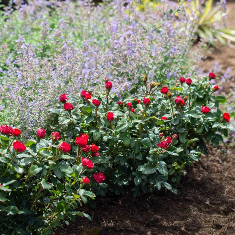 Petite Knock Out® Rose - Compact Disease-Resistant Shrub Rose 2