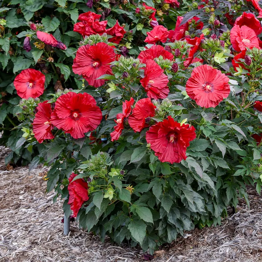 Proven Winners® Garnet Globes Hibiscus Ornamental Flowering Shrub 2